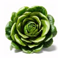 The butterhead lettuce is isolated on a white background.