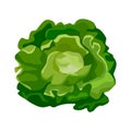 Butterhead lettuce isolated on white background. Kind salad in flat style. Agriculture symbol for any purpose