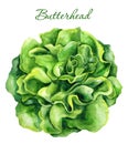 Butterhead lettuce isolated on white background. Watercolor