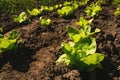 Butterhead lettuce in organic garden