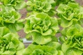 Butterhead lettuce salad plant in the hydroponic system Royalty Free Stock Photo