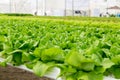 Butterhead lettuce salad plant in the hydroponic system Royalty Free Stock Photo