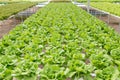 Butterhead lettuce salad plant in the hydroponic system Royalty Free Stock Photo