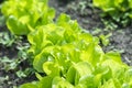 Butterhead Lettuce salad plant, hydroponic vegetable leaves. fresh green salad in soil and pots, fresh green salad in soil and Royalty Free Stock Photo