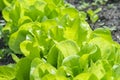 Butterhead Lettuce salad plant, hydroponic vegetable leaves. fresh green salad in soil and pots, fresh green salad in soil and Royalty Free Stock Photo