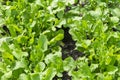 Butterhead Lettuce salad plant, hydroponic vegetable leaves. fresh green salad in soil and pots, fresh green salad in soil and Royalty Free Stock Photo