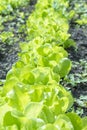 Butterhead Lettuce salad plant, hydroponic vegetable leaves. fresh green salad in soil and pots, fresh green salad in soil and Royalty Free Stock Photo