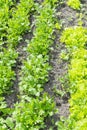 Butterhead Lettuce salad plant, hydroponic vegetable leaves. fresh green salad in soil and pots, fresh green salad in soil and Royalty Free Stock Photo