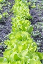 Butterhead Lettuce salad plant, hydroponic vegetable leaves. fresh green salad in soil and pots, fresh green salad in soil and Royalty Free Stock Photo