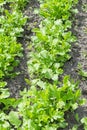 Butterhead Lettuce salad plant, hydroponic vegetable leaves. fresh green salad in soil and pots, fresh green salad in soil and Royalty Free Stock Photo