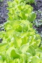 Butterhead Lettuce salad plant, hydroponic vegetable leaves. fresh green salad in soil and pots, fresh green salad in soil and Royalty Free Stock Photo