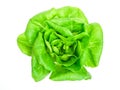 Butterhead lettuce Royalty Free Stock Photo