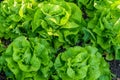 Butterhead lettuce in vegetable garden, Reichenau Island, Germany Royalty Free Stock Photo