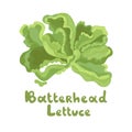 Butterhead vector icon. Cartoon vector image isolated on white background. Illustration with the inscription Butterhead