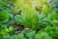 Butterhead vegetable green leaf in the plantation