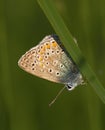 Butterlfy Cacyreus marshalli macro in a green meadow