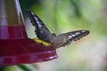 Butterly drinks from hummingbird feeder