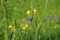 Butterly enjoying the sun on a blade of grass.