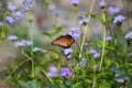 Butterly on purple flower in desert field Royalty Free Stock Photo