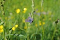 Butterly on a wild flower meadow enjoying the sun