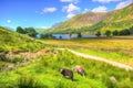 Buttermere Lake District England with herdwick sheep in summer colourful HDR Royalty Free Stock Photo