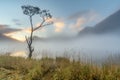 Buttermere Lone Tree at Sunrise. Royalty Free Stock Photo