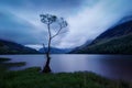 Buttermere Lonesome Tree United Kingdom Royalty Free Stock Photo