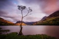 Buttermere Lonesome Tree United Kingdom Royalty Free Stock Photo