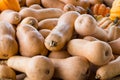 Butternut and Carnival Squash Royalty Free Stock Photo