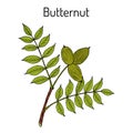 Butternut, Juglans cinerea , or white walnut, medicinal plant