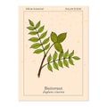Butternut, Juglans cinerea , or white walnut, medicinal plant