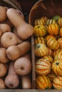 Butternut pumpkin and carnival squash Royalty Free Stock Photo