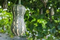 Butternut pumpkin growing in field plant. Royalty Free Stock Photo