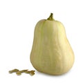 Butternut pumpkin isolated on white Royalty Free Stock Photo