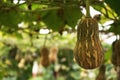 Butternut squash fruit planting crop at harvesting stage