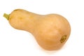 Butternut squash Royalty Free Stock Photo