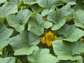 Butternut squash leaves and flower Royalty Free Stock Photo