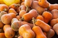 Butternut squash at a local farmer`s market Royalty Free Stock Photo