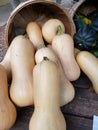 Butternut squash at the market Royalty Free Stock Photo