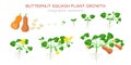 Butternut squash plant growth stages infographic elements in flat design. Planting process of Cucurbita moschata from