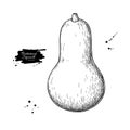 Butternut Squash vector drawing. Isolated hand drawn object.