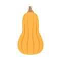 Butternut squash vector illustration icon