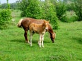 Butterscotch foal stands in a paddock with its mother. Royalty Free Stock Photo