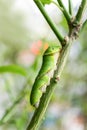 Buttertfly Caterpillar on the tree