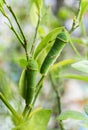 Buttertfly Caterpillar on the tree