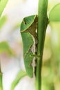 Buttertfly Caterpillar on the tree