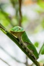 Buttertfly Caterpillar on the tree