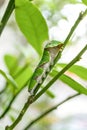 Buttertfly Caterpillar on the tree