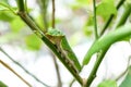 Buttertfly Caterpillar on the tree