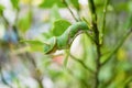 Buttertfly Caterpillar on the tree